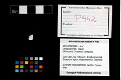 Foto (Objekt + Etikett) von Decapoda indet.  (NHMW-GEO-2014-0194-0942)